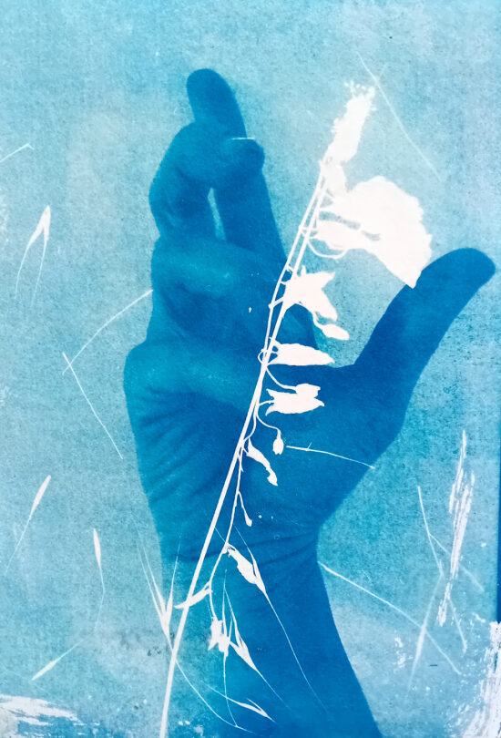 Cyanotypes
