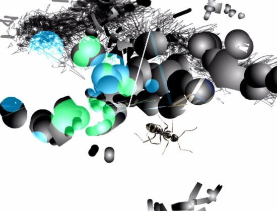 Extraits de projections vidéo