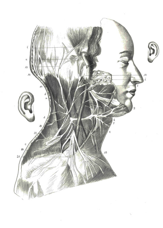Anatomie