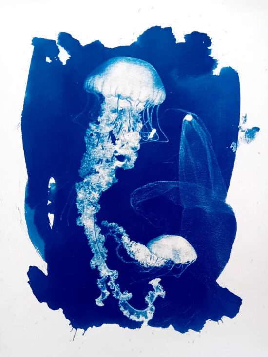 meduse