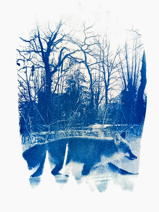 Mister fox