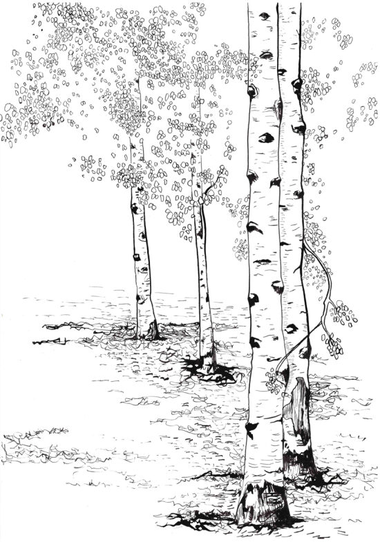 Bouleaux